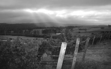 Arras vineyards, Tasmania © Hardy's